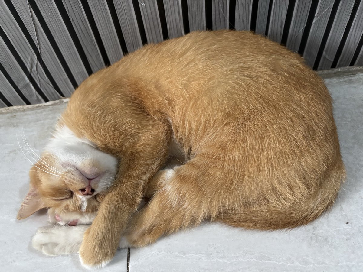 Difaftz's tweet photo. Kalo 😼 tidur selalu melungker https://t.co/4uTufPwZYj