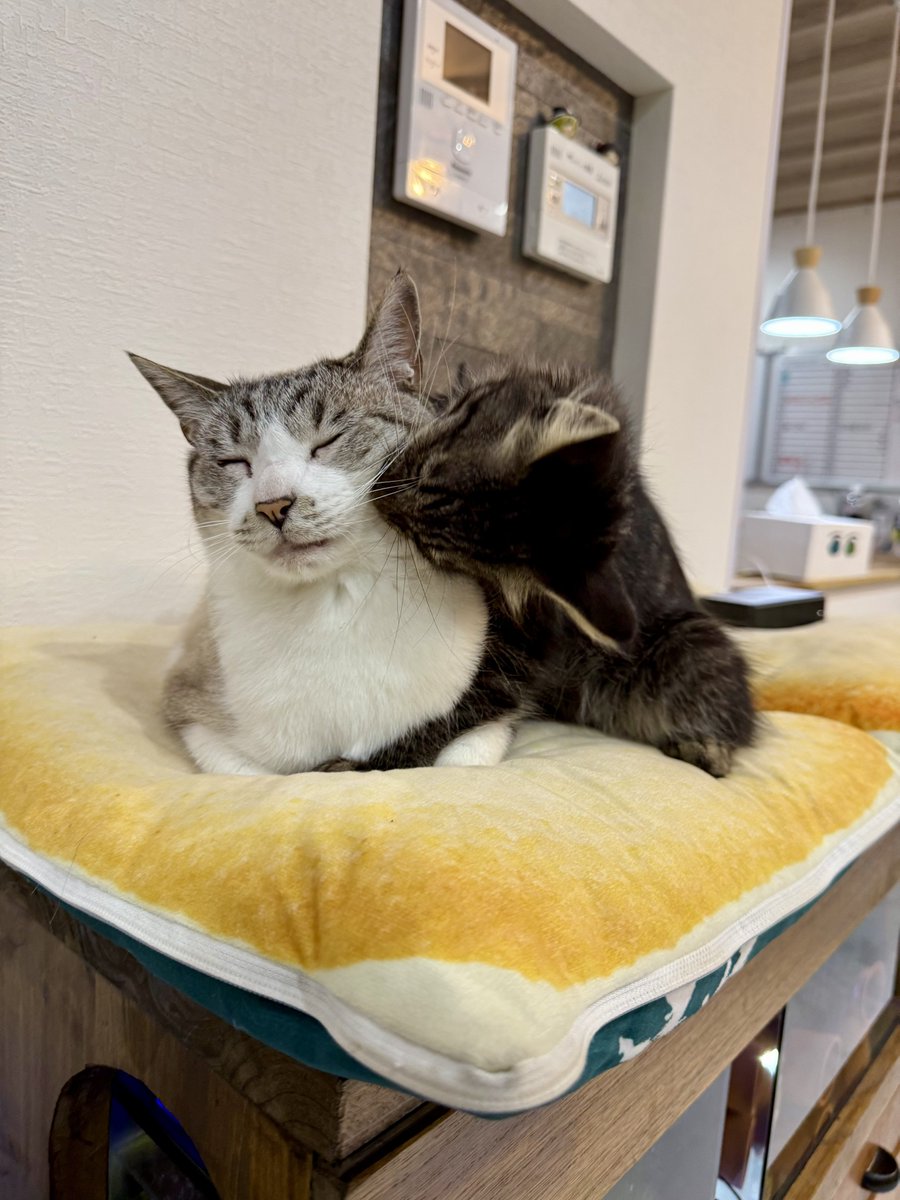 omochi_nam01's tweet photo. (1枚目)ういちゃん＆おはぎ
(2~4枚目)ういちゃん＆おだんご

ういちゃん、いつも食べられてるな(笑) https://t.co/mOvb5ExM51