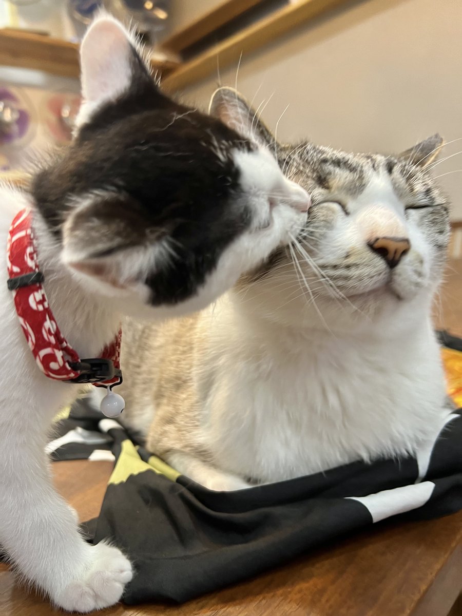 omochi_nam01's tweet photo. (1枚目)ういちゃん＆おはぎ
(2~4枚目)ういちゃん＆おだんご

ういちゃん、いつも食べられてるな(笑) https://t.co/mOvb5ExM51