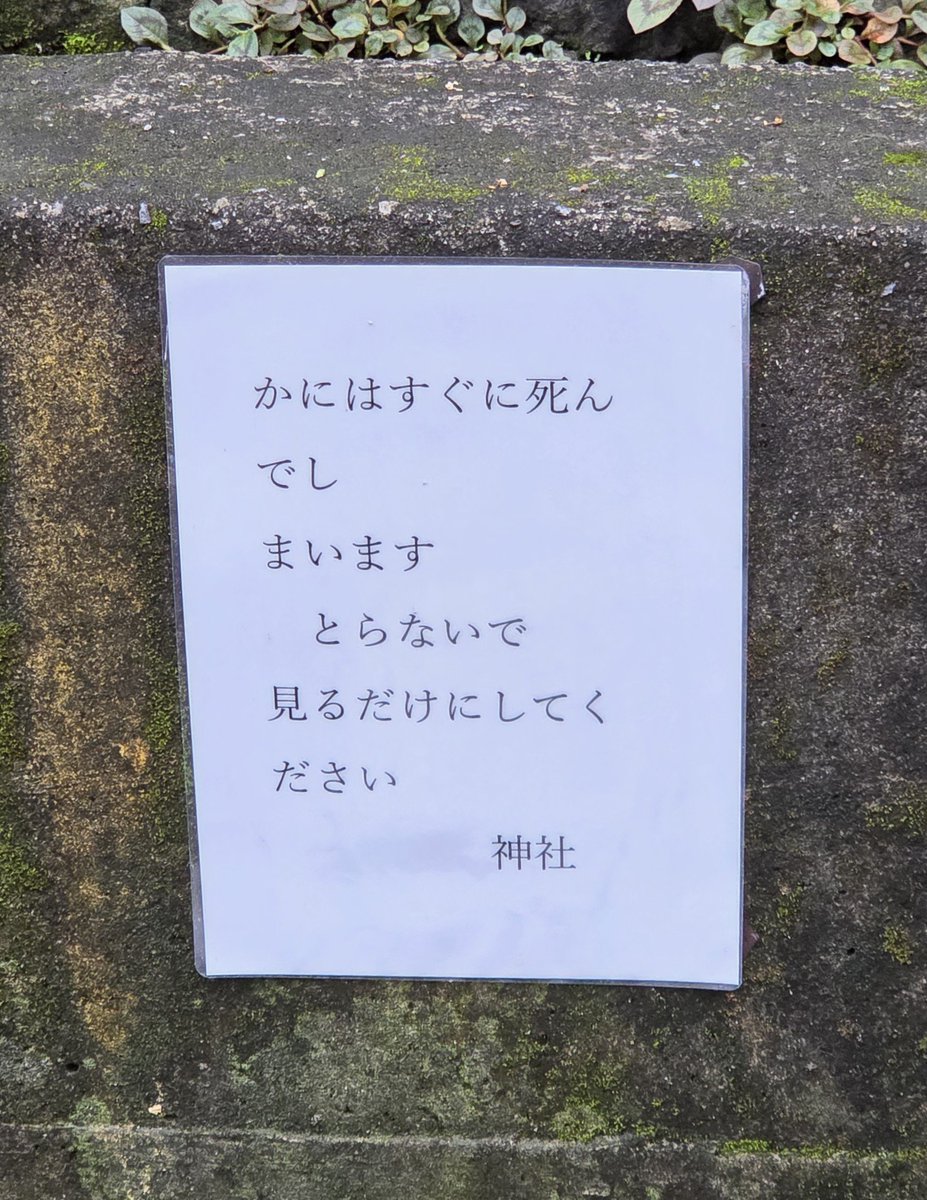 nikkichan_n2's tweet photo. かにはすぐに死ん
でし
まいます
　とらないで
見るだけにしてく
ださい
　　　　　神社 https://t.co/FnsU5m2hdK
