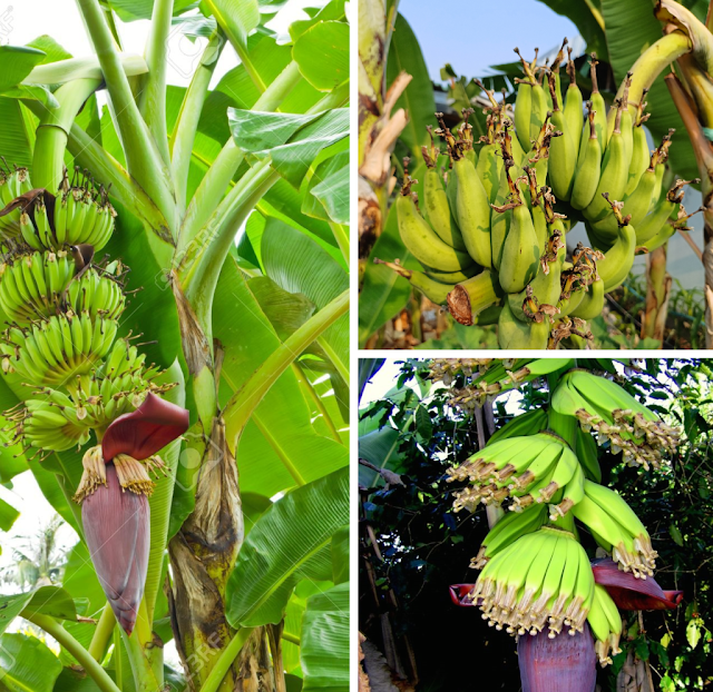 HansBosshard's tweet photo. 🌱 Banana ‘trees’ are impostors! 🍌🌿 Your garden hides a secret… 🌱✨ https://t.co/C2uY4Yv56B
#BananaFacts #HuaHin #OrganicGarden #EcoLiving #HuaHinGarden #GardenCommunity #GrowLocal #TropicalTips https://t.co/6mYuCgedNx