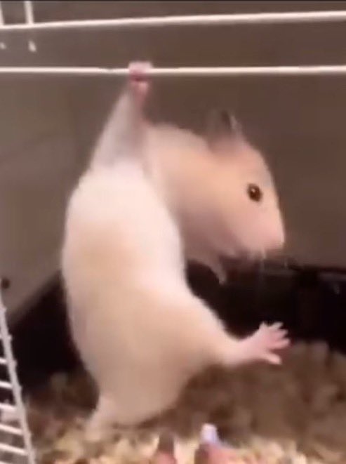 umm_hamster's tweet photo. https://t.co/MxTLFzo4nF