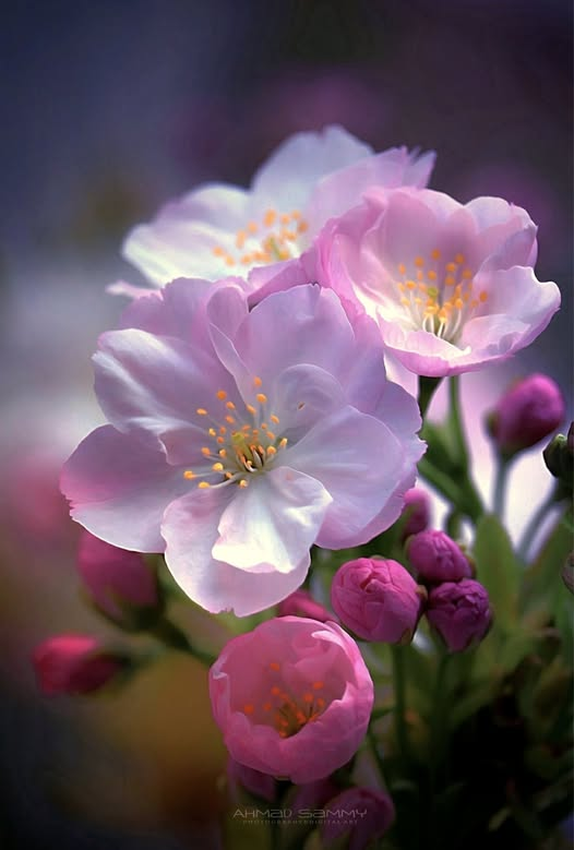 224JudyWilliams's tweet photo. "Prunus serrulata" https://t.co/R639dgdEcL