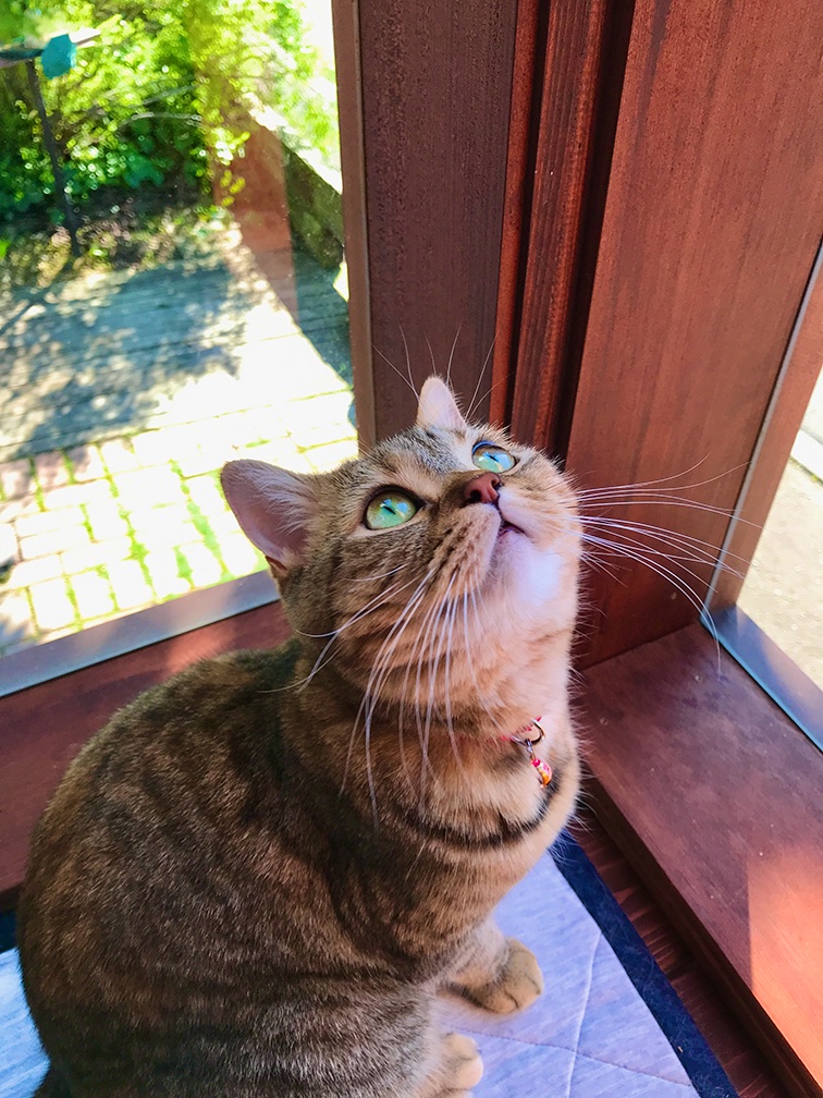 shojiyukiya's tweet photo. はい、天井に何か見つけた猫上げときますねー。 https://t.co/kGdFV2EejD