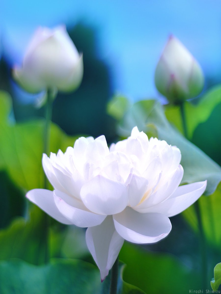 HiroshiYozakura's tweet photo. 白い八重咲きのハスの花
心が晴れる純白の輝き https://t.co/2YPC6YEPCd