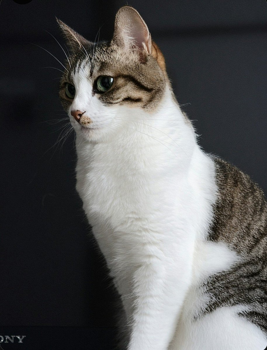 Alpha2008G's tweet photo. #愛猫
#猫のいる暮らし
#美人さん

むぎちゃん https://t.co/eZvPQG6hVR