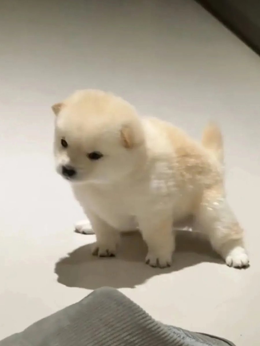 terafabXai's tweet photo. 바닥에 앉는데 왜 엉덩이가 땅에 닿지 않는거야 ㅋㅋㅋㅋㅋ https://t.co/qRMY0GMMun