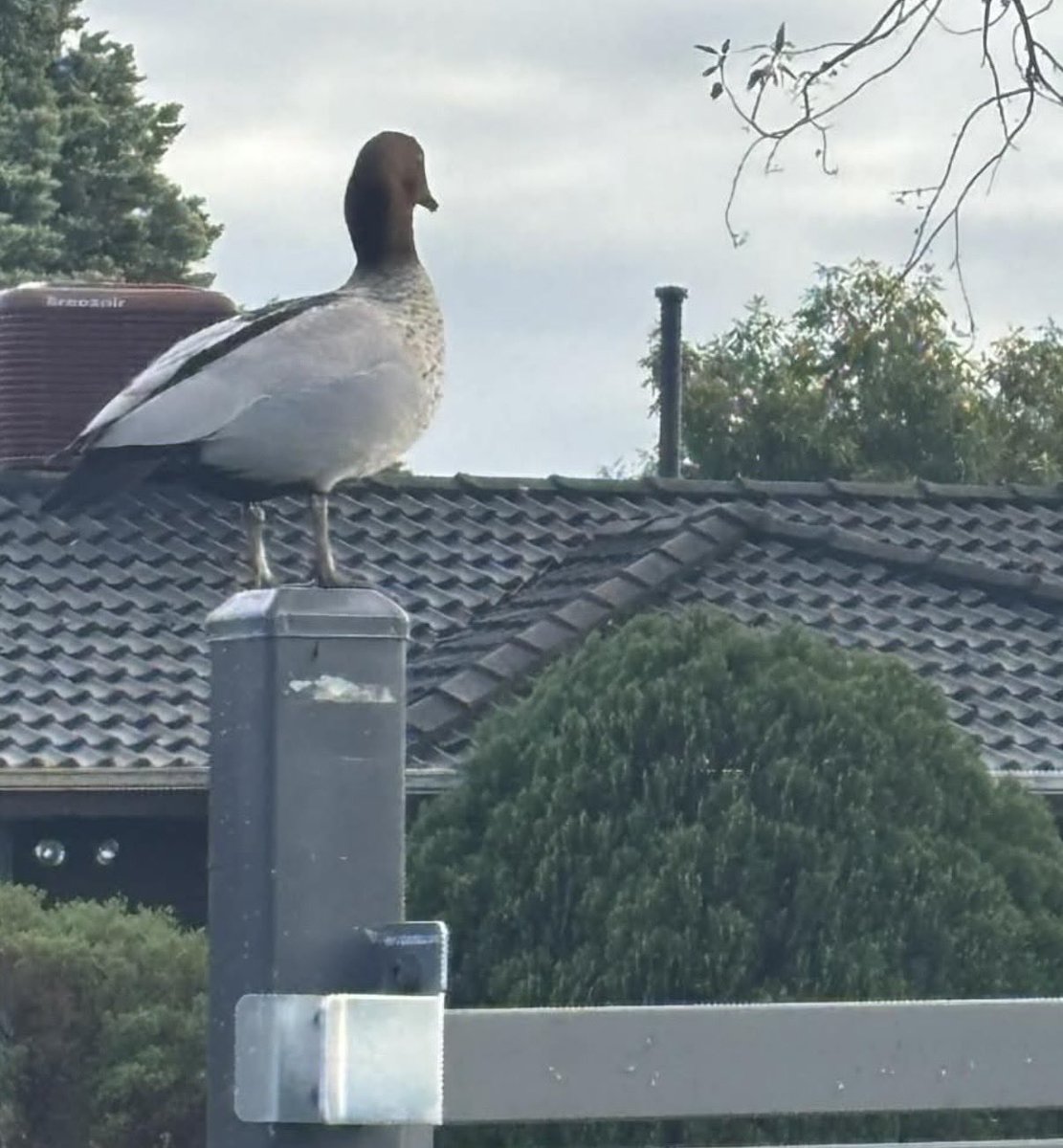 TheRealGreggles's tweet photo. Birds making themselves comfy around my place lately https://t.co/iB0VTx0eyg