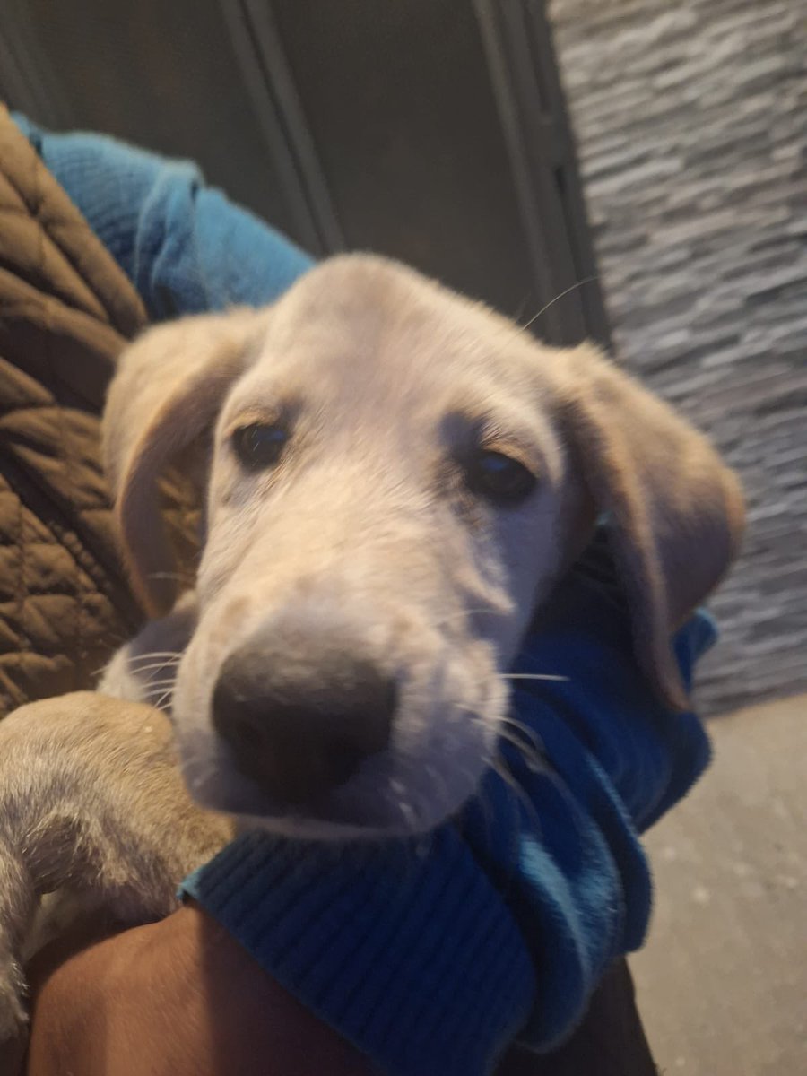 HELA_MORE's tweet photo. Ella es Mina,y hoy necesita tu ayuda.

Mina buscaba un poco de comida en la basura pero gente mala la golpeó con un palo,la pequeña Mina corrió asustada y adolorida,y ahora tiene una bola enorme en su cabecita.

Mina solo es una bebé,y hoy sigue en la calle,con dolor y mucho miedo.

¿Puedes ayudar a Mina? 

Necesita quien tome su caso,nosotros ayudamos trasladándola.
¡No está resguardada!
Está en Edomex.