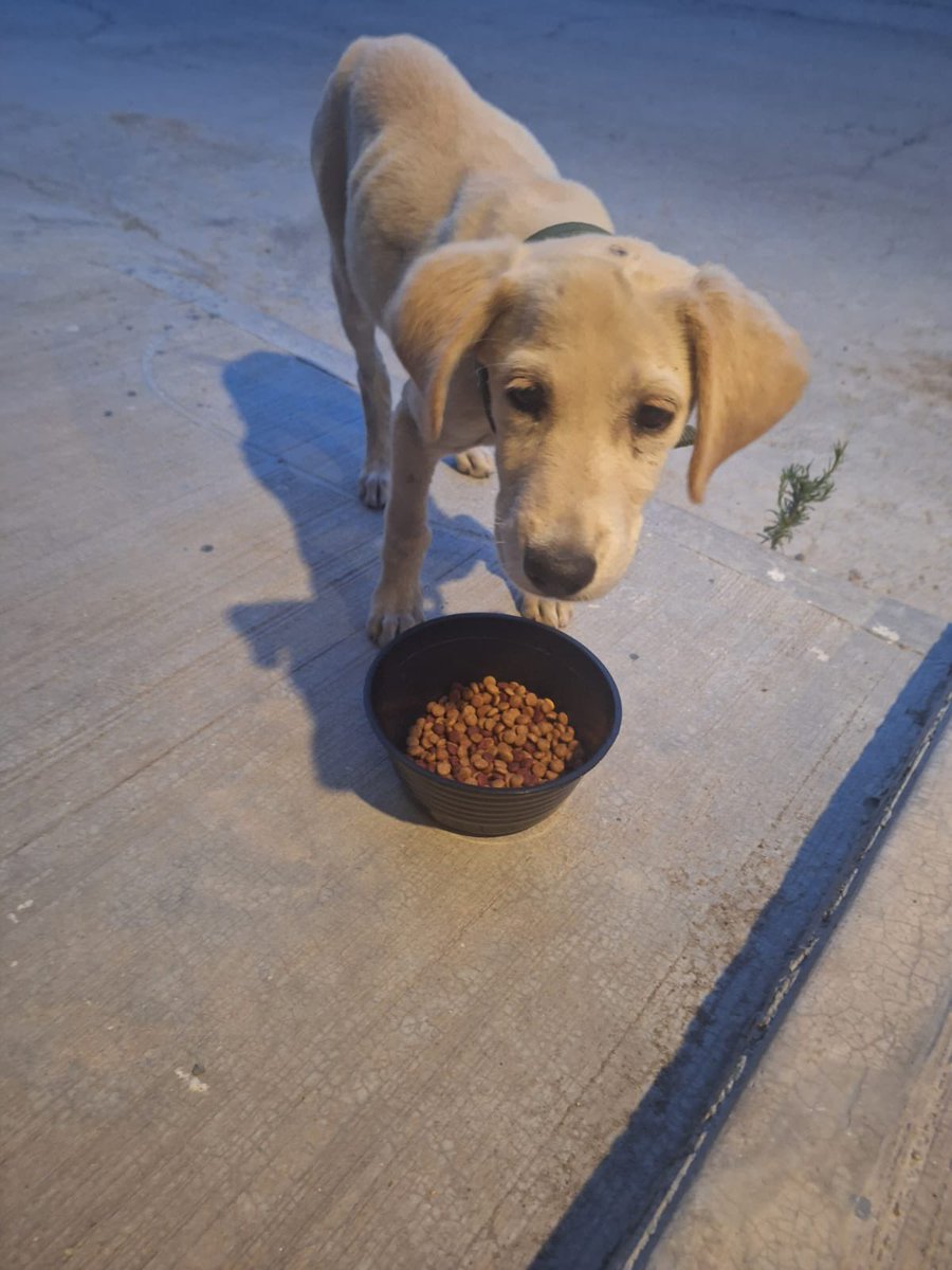 HELA_MORE's tweet photo. Ella es Mina,y hoy necesita tu ayuda.

Mina buscaba un poco de comida en la basura pero gente mala la golpeó con un palo,la pequeña Mina corrió asustada y adolorida,y ahora tiene una bola enorme en su cabecita.

Mina solo es una bebé,y hoy sigue en la calle,con dolor y mucho miedo.

¿Puedes ayudar a Mina? 

Necesita quien tome su caso,nosotros ayudamos trasladándola.
¡No está resguardada!
Está en Edomex.