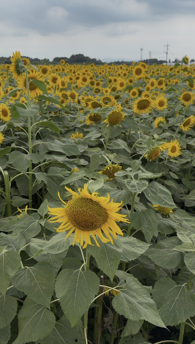 horixxkun's tweet photo. 暑すぎてグデってしてるけど。。。
一面に広がるSUNFLOWER🌻💞💞

#FANTASTICS
#SUNFLOWER
#僕たちのサンフラワー https://t.co/TK3TGMGHZB