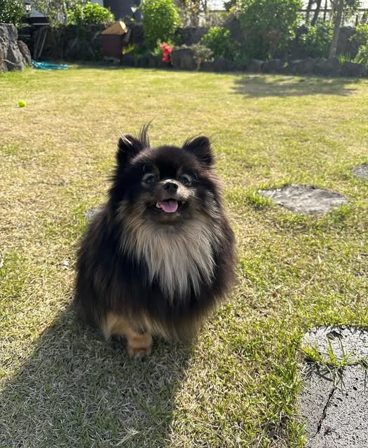moonhushx's tweet photo. ブルブル振ってるところ撮れたｗｗｗ
ごまちゃん可愛すぎて心臓痛い😭💖
うちの天使です👼✨

#ポメラニアン #ブラックタン #愛犬 #犬のいる暮らし #ポメスタグラム https://t.co/9MJVVY02To