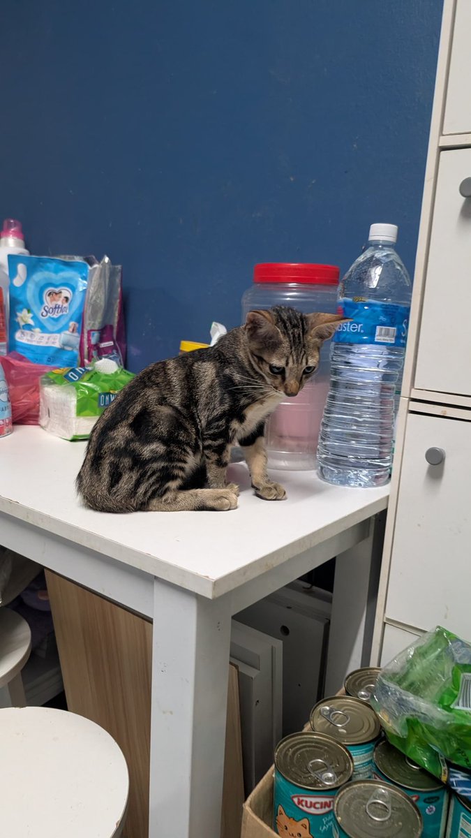 cats_rehome's tweet photo. Puchong 

Dia betina
Dia cantik
Dia lawa
Dia meletopsss

Nak adopt x?? Tapi kena bayar kos vaksin,cacing,kutu dulu la.. pick up kat vet minggu depan.. 

Berminat boleh roger² ye.. https://t.co/m1102550qh
