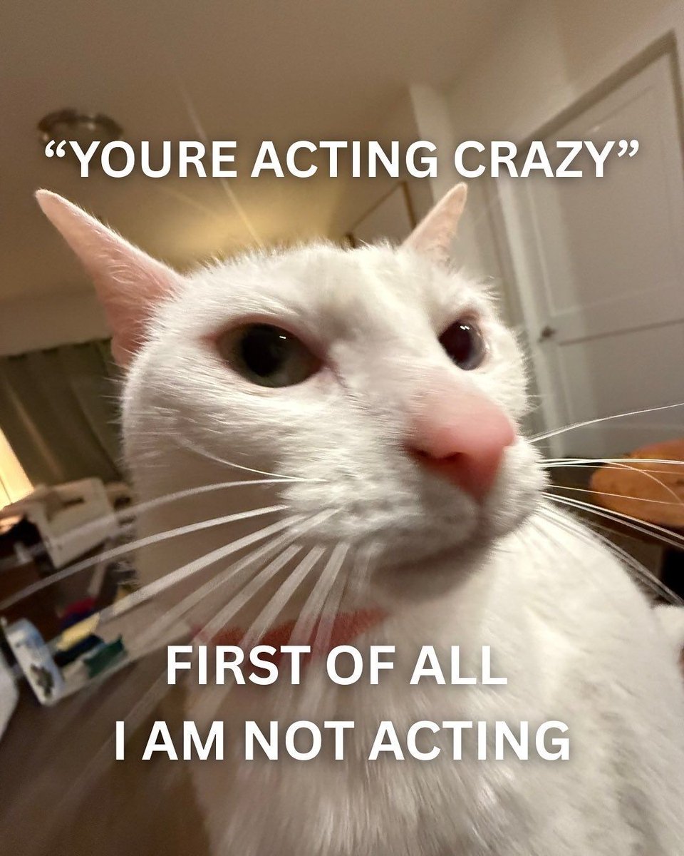 Cats_ooc's tweet photo. https://t.co/Y8auC1lAgU
