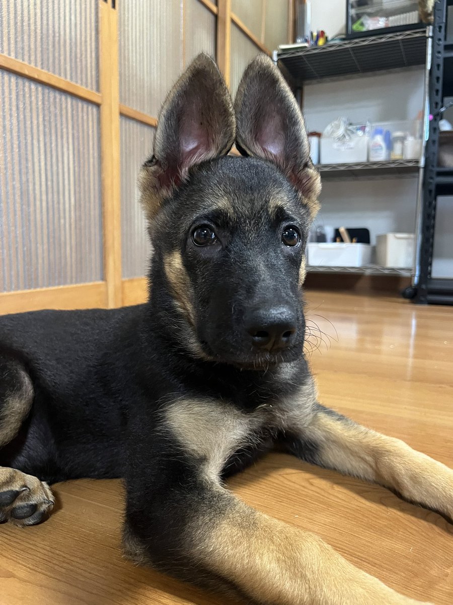 rupipeso's tweet photo. 一晩寝て起きたら、もう完全に耳立ちに🥺
寝てる間に猛烈に細胞分裂して組織が作られてるのね...て思うとなんか感動しちゃう😭✨️✨️ https://t.co/f6PzAbH8xF