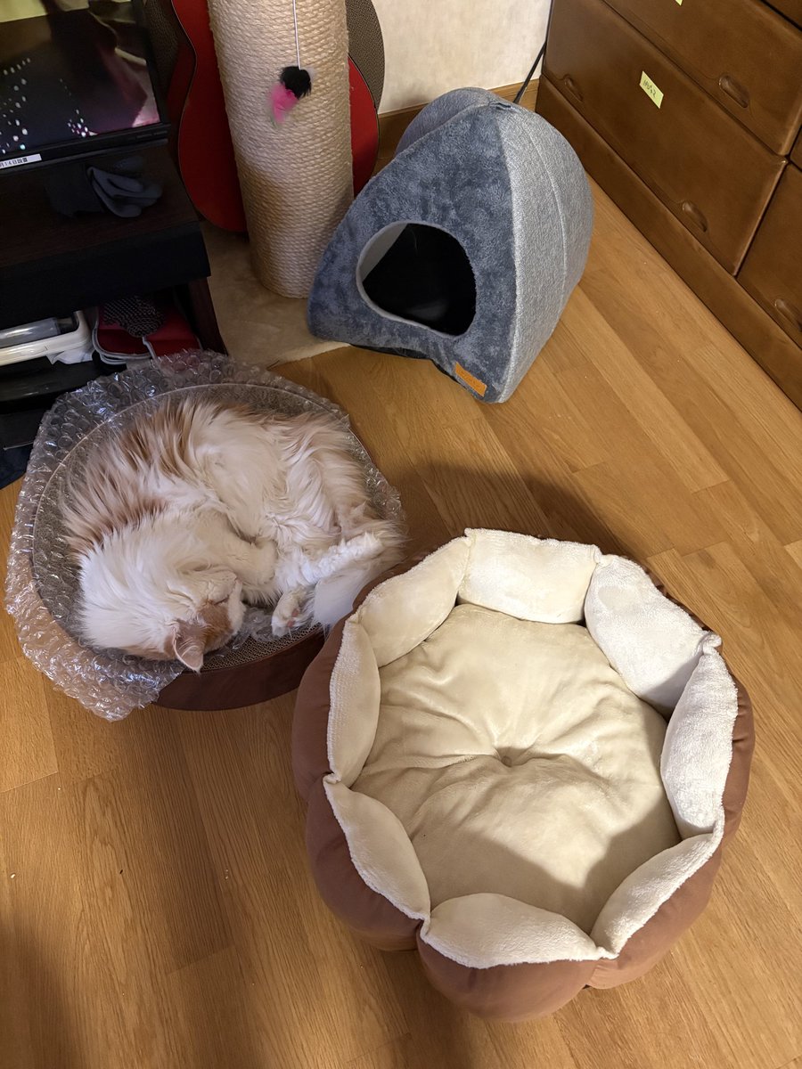 erif_min's tweet photo. 2万するネコタワーだの高級爪とぎだのなんだの色々与えて来たけど、こんな1円もしないプチプチが1番のお気に入りらしい
猫ってのは一体なんなんだろうな… https://t.co/AHaHCshRTZ