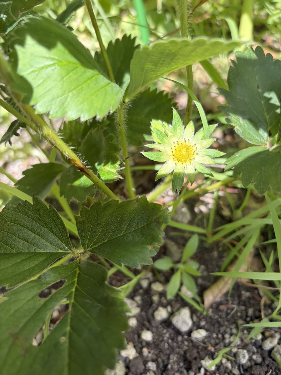 Ken_natureFarm's tweet photo. 【チャレンジ107日目】🌱
107日目の庭

スイカが少しずつ大きくなってます🍉
そして驚きが、苺に新たな花が！🍓🧐

#自然農法 #家庭菜園 #コンポスト #北海道 https://t.co/kZieoVVLqM