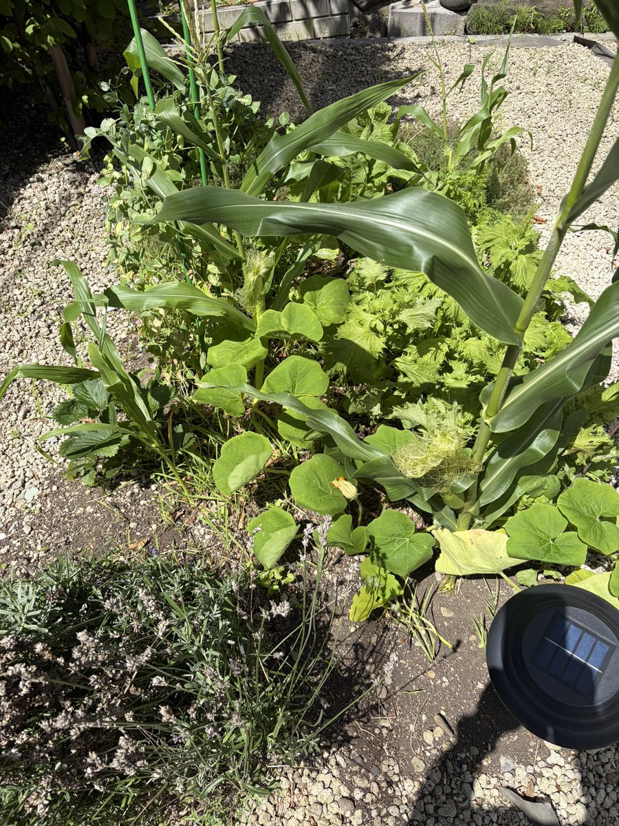 Ken_natureFarm's tweet photo. 【チャレンジ107日目】🌱
107日目の庭

スイカが少しずつ大きくなってます🍉
そして驚きが、苺に新たな花が！🍓🧐

#自然農法 #家庭菜園 #コンポスト #北海道 https://t.co/kZieoVVLqM