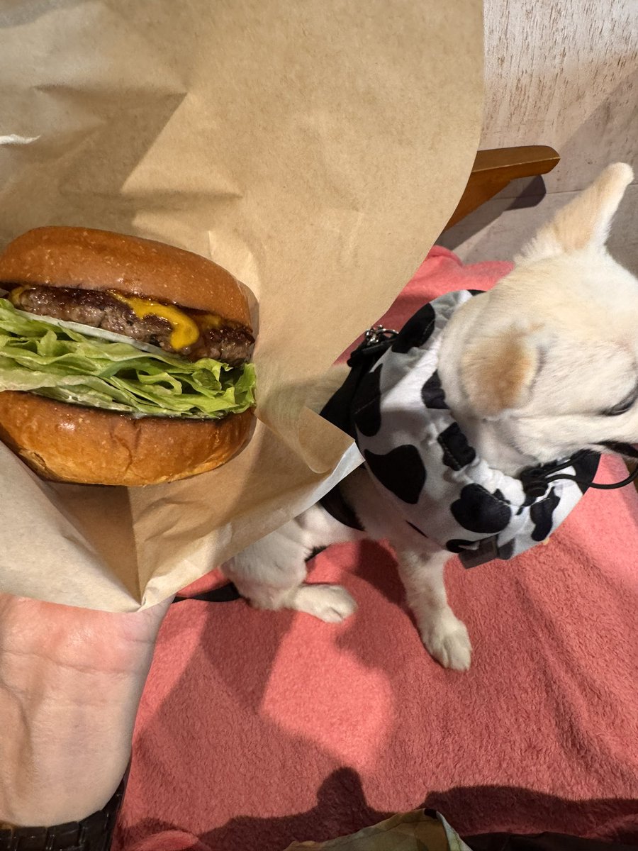 momo215212's tweet photo. layersに🍔を食べに来た♪ https://t.co/o8fBUzqraA