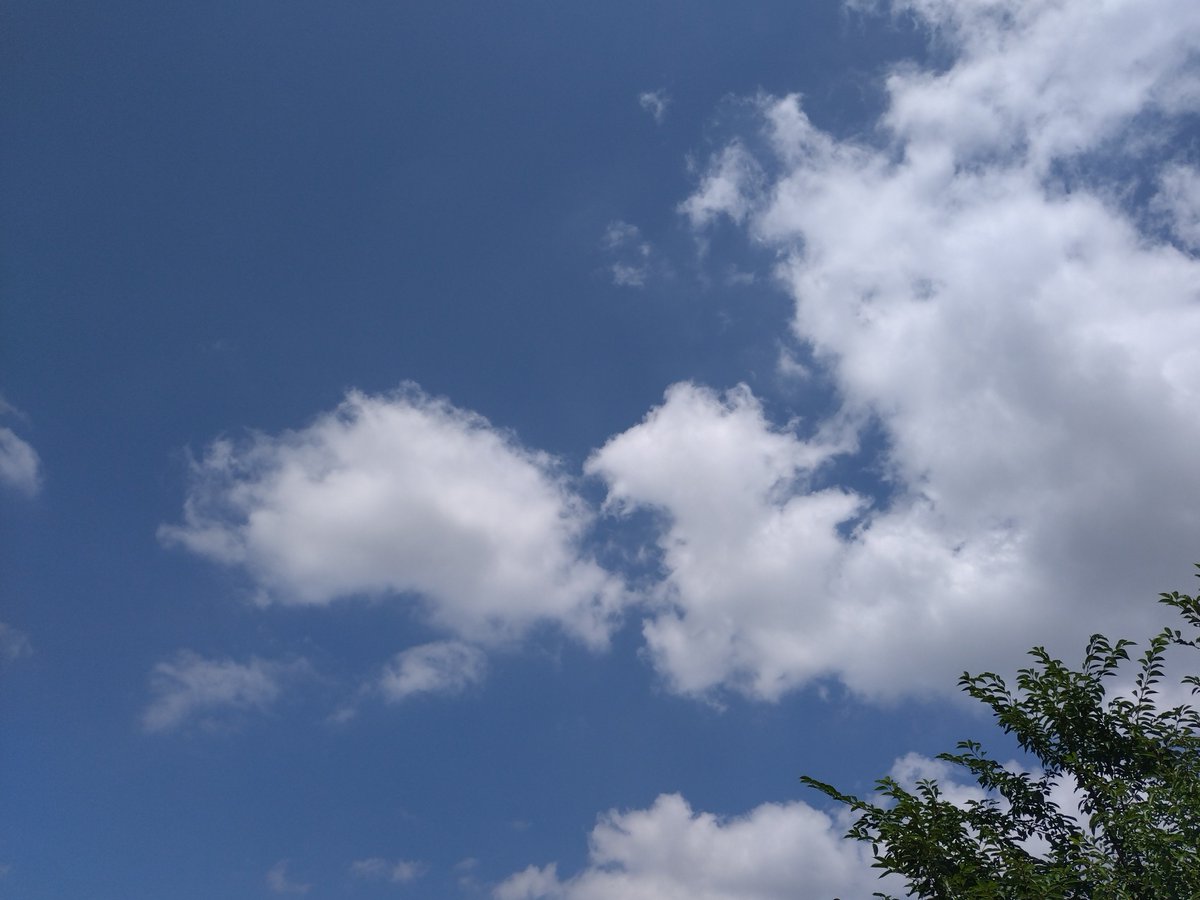 tanoppe7's tweet photo. 朝は涼しかったのですが、昼間は強い日射し。真夏の空気が戻ってきました。
#イマソラ #夏空 https://t.co/1p34pLRq3D
