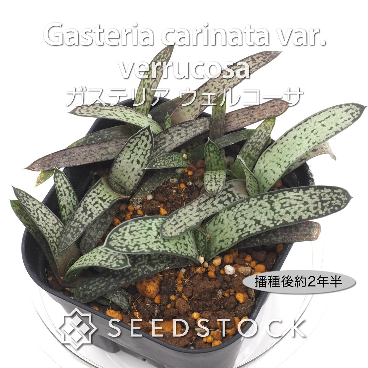 SEEDSTOCK (@seedstock_jp) / Posts / X