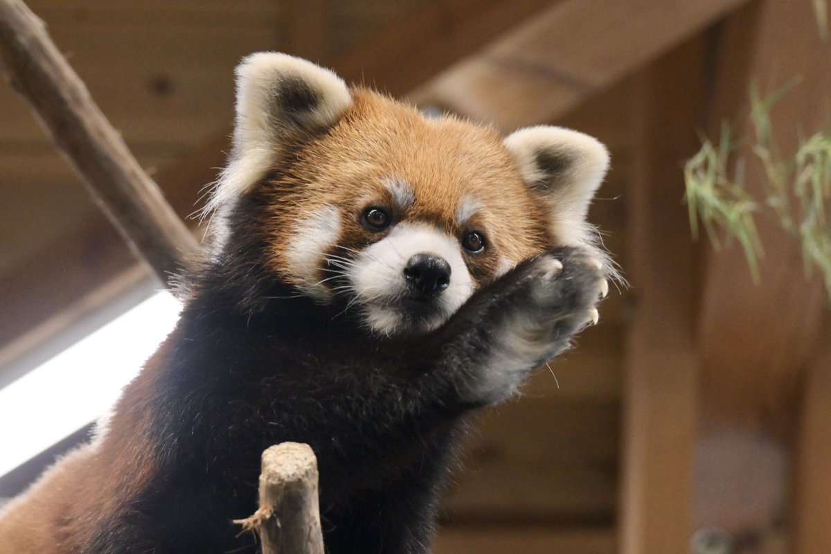 krr627's tweet photo. おりんご、ぼくにください！

📷2026/07/11
 #伊豆シャボテン動物公園 #レッサーパンダ
 #ヨモギ https://t.co/PB7dwCQYtU