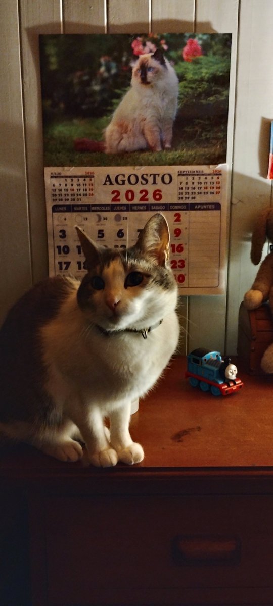 yummy_pickles's tweet photo. agosto es el mes de los gatos https://t.co/iBi4bHNLOU