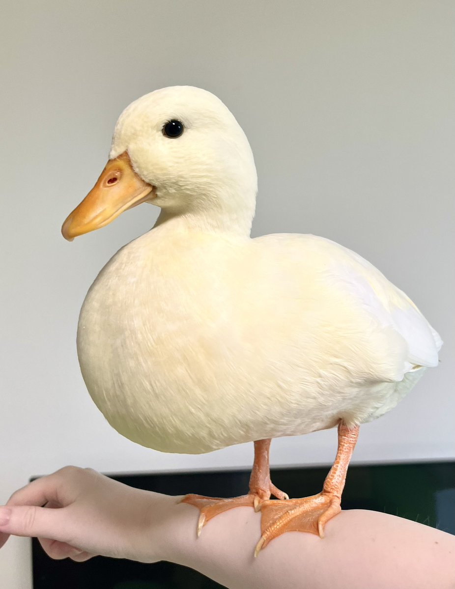 pu_ti_66em's tweet photo. 腕にとまれるからインコです https://t.co/OzL4xhiPLS