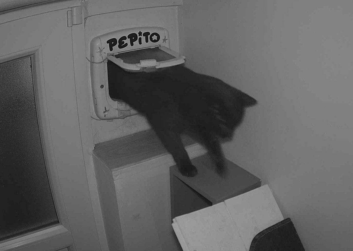 PepitoTheCat's tweet photo. Pépito is back home (05:44:38) https://t.co/cEXhVXwQIG