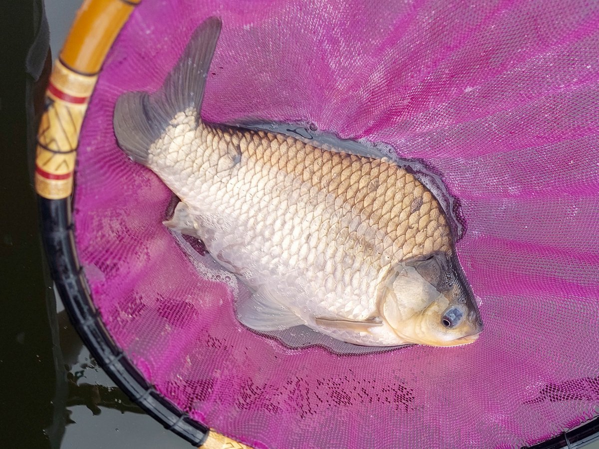 KSR_Ryuya's tweet photo. ガイア君っ居たじゃないっ！
お隣りでっ  11尺っ天々っ両ダンゴっですのーっ！

浮子は 秋生っテーパーパイプトップっ！
秋生浮子���トップの塗りは最高よねっ！
つるつるトップっ！
美ベラちゃんっ頂いたさーっ！

秋生浮子：オールマイティー / 9

#中の淵
#シモネイターズ
#へらぶな釣り
#HERABUNA https://t.co/rDUn7YLKIk