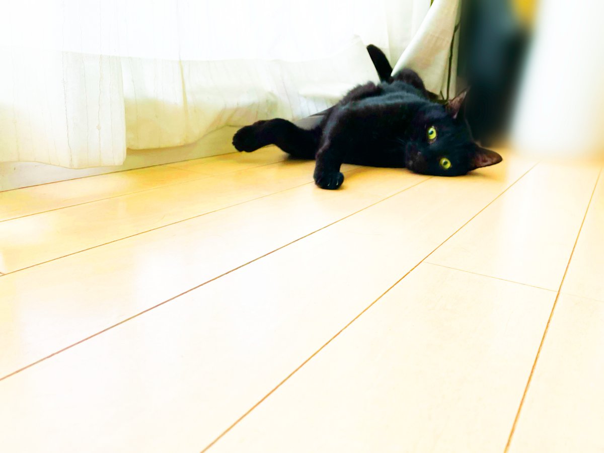 yusuke_s_ohno's tweet photo. あーるがいないと思って探したら窓際で夏を浴びてた
#黒猫 https://t.co/kaICfLwp6I