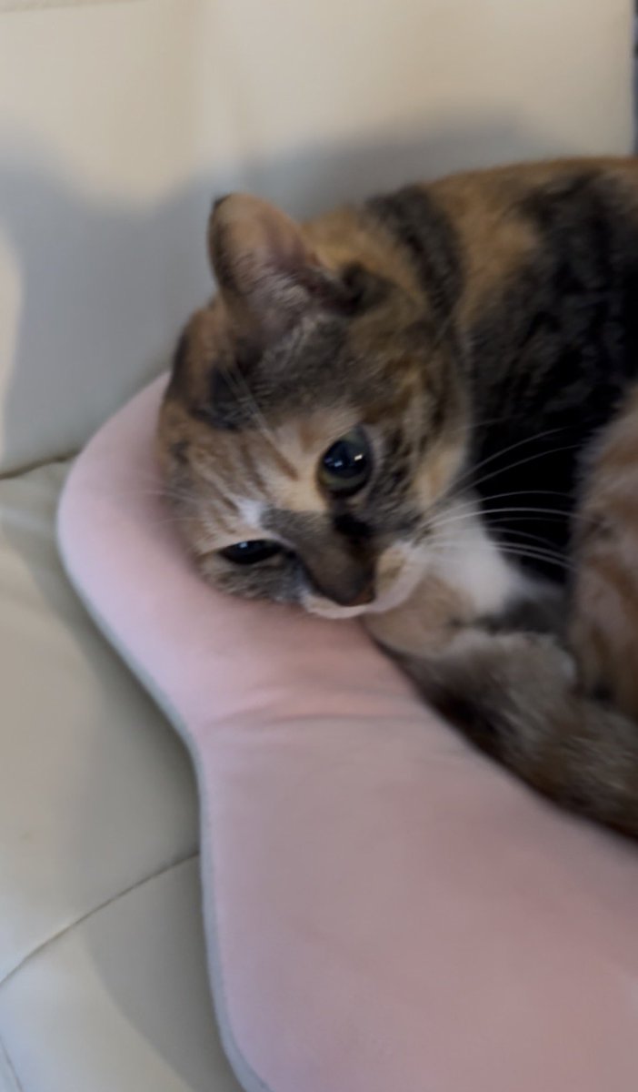 yu_lab_'s tweet photo. 最近猫がPCチェアを陣取ってるけど退けてもらう気なんて1ミリもない https://t.co/9hbtmNM2eY