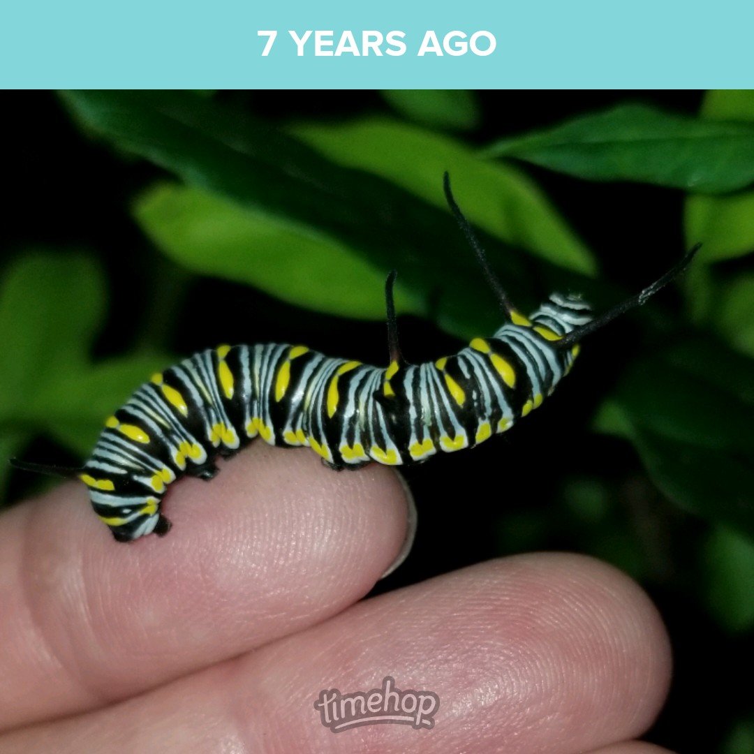 saunieindiego's tweet photo. Queen (Danaus gilippus) caterpillar. #MonarchRanch #NotAMonarch https://t.co/yiVRY4yEgw