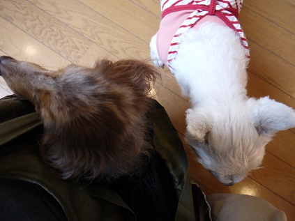 ixsa0666's tweet photo. こんにちは😊
今日は3度目の蘭丸の命日。
お世話になっている霊園さんへお参りに行ってきました。
写真に写る蘭丸の姿に心が少し辛くなってしまいましたが、そちらの看板犬のひめちゃんともっちの姿に救われた気がしました。
蘭丸そっちでも元気かな？ https://t.co/I7XHiYM5CY