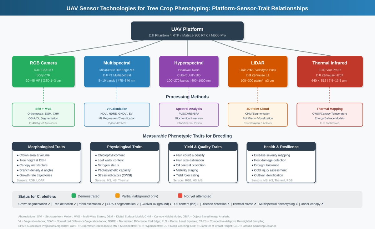 MaximumAcademic's tweet photo. #SmartFor
UAV remote sensing for C. oleifera breeding examines five sensor modalities, identifying gaps in disease detection, thermal stress, and genomic selection integration.
@ForestryRes @Forest_Research @foresters #UAV #OilTea #Phenotyping
Details: https://t.co/S4EN1p9Yul https://t.co/EHOOHBfv4H