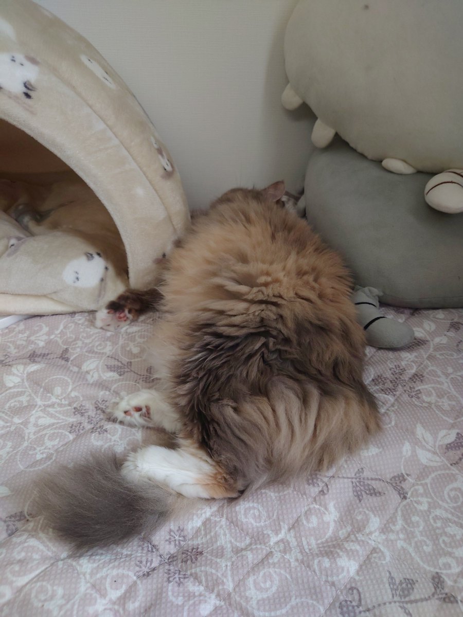 ___Ayaaa's tweet photo. 猫というより毛玉 https://t.co/UqsKf04e4e