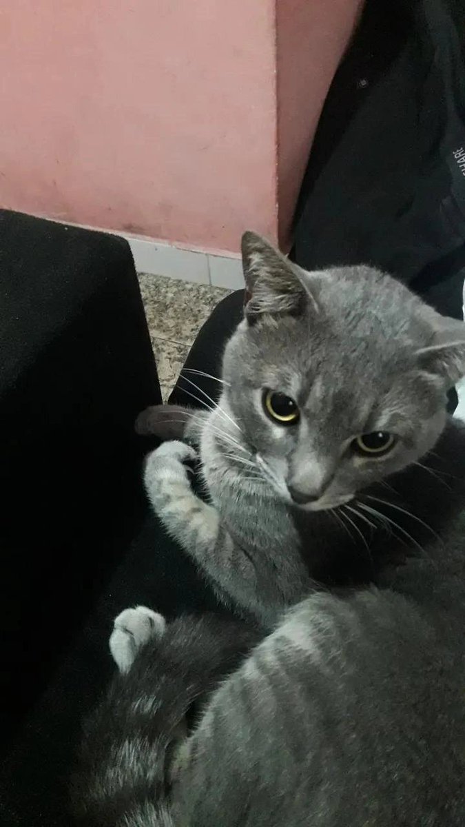 sviinys's tweet photo. Cinzento mais lindo  🩶 https://t.co/HJzBFnvGgi