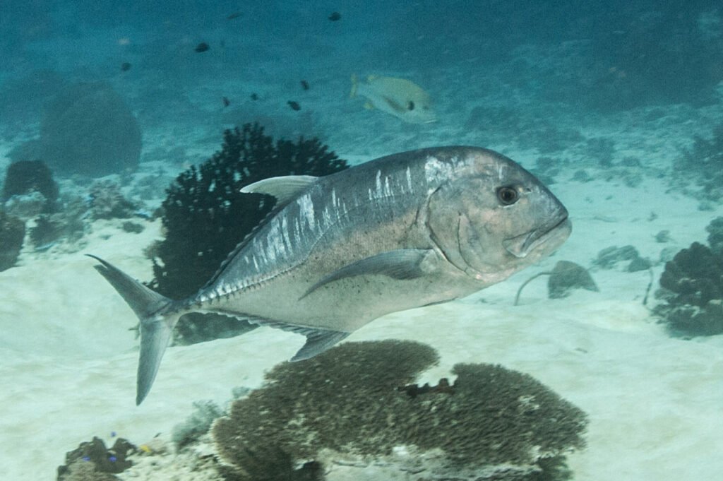 asubparusername's tweet photo. 🚨BREAKING NEWS🚨

The entire crew of the USS George H.W. Bush have reportedly converted to Islam and recited the Shahada after witnessing a CV-22 Osprey disintegrate in what one witness described as an "act of God." A short time later, a fish appeared to proclaim "Allah! Allah!" https://t.co/Memi91BlY3
