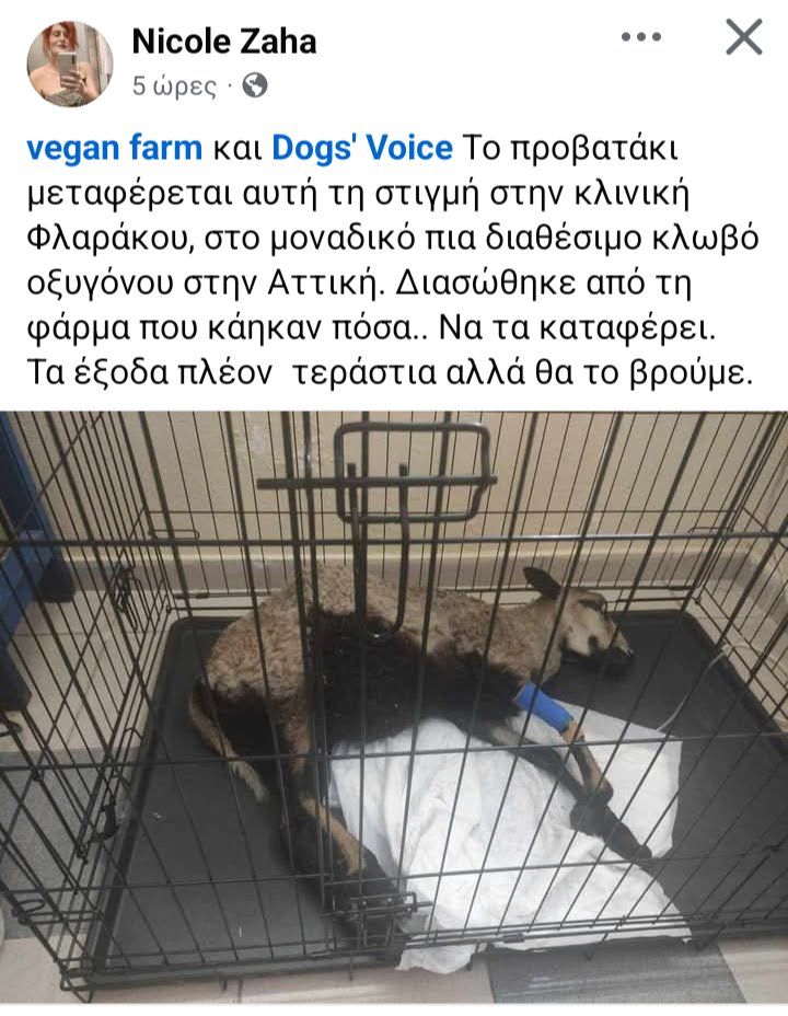FEMNA110064's tweet photo. Σας παρακαλώ κάντε αναδημοσιεύσεις να βοηθήσουμε όλους τους εθελοντές κ κτηνιάτρους που έχουν γονατίσει. Δεν έχω λόγια για αυτούς τους ανθρώπους.  

Σας ευχαριστώ! https://t.co/pWuojLY0wq