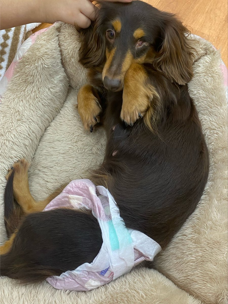 WanWanWan8611's tweet photo. 甘えん坊で優しいオークルちゃん

スタッフがどこかに行くと
気になり追いかけてジャンプ
したりと活発で好奇心旺盛な一面
もあります🐾最近は落ち着いてる
ミニオンちゃんの隣がお気に入り💕

🎀オークル🎀
#ダックス 女の子
🎂2020.12.23(5才)3.4kg
目は子犬の頃に欠損したそうです。 https://t.co/G4dlq3XFn1
