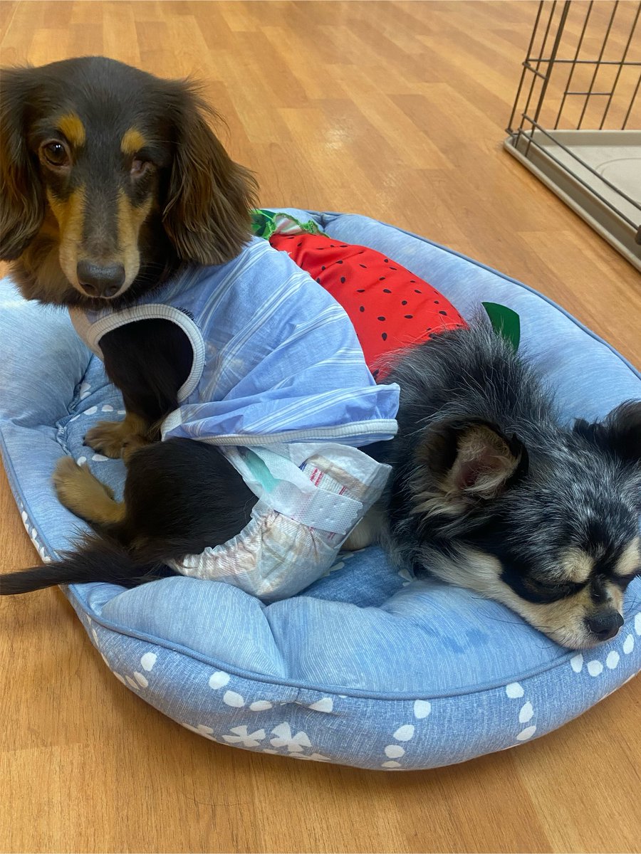 WanWanWan8611's tweet photo. 甘えん坊で優しいオークルちゃん

スタッフがどこかに行くと
気になり追いかけてジャンプ
したりと活発で好奇心旺盛な一面
もあります🐾最近は落ち着いてる
ミニオンちゃんの隣がお気に入り💕

🎀オークル🎀
#ダックス 女の子
🎂2020.12.23(5才)3.4kg
目は子犬の頃に欠損したそうです。 https://t.co/G4dlq3XFn1