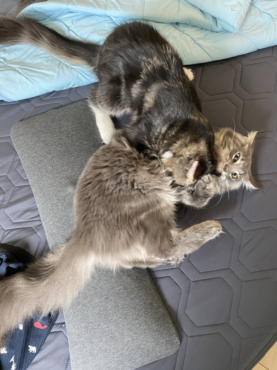 Midora0428's tweet photo. レインがフィロスを今日もぺろぺろ

かと思いきや始まるバトル
#猫 #メインクーン #猫がいる生活 #cat https://t.co/MIZKZCOTmy