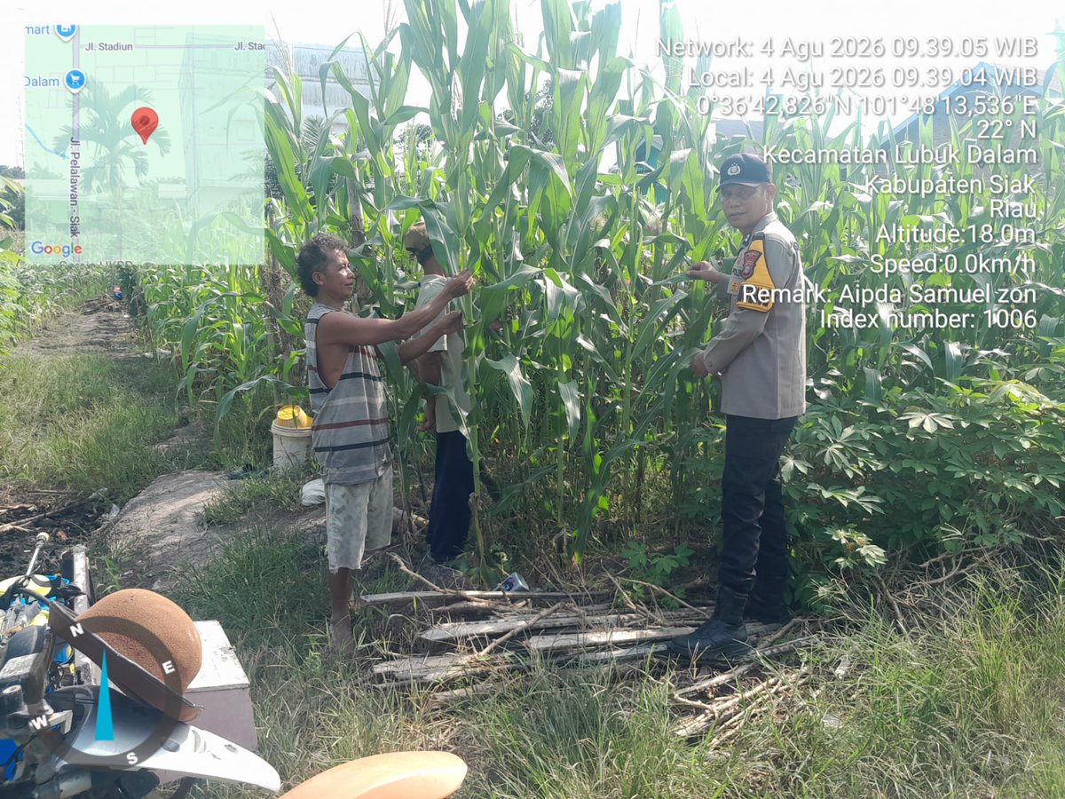 standbay21's tweet photo. Bhabinkamtibmas Kampung Lubuk Dalam Aiptu Samuel Polsek Lubuk Dalam Polres Siak Polda Riau Cek tanaman jagung pipil untuk mendukung Ketahanan Pangan.
#ketahananpangan  #swasembadapangannasional #bidhumaspoldariau #greenpolicing #humaspolressiak https://t.co/lfHqBMVh0X