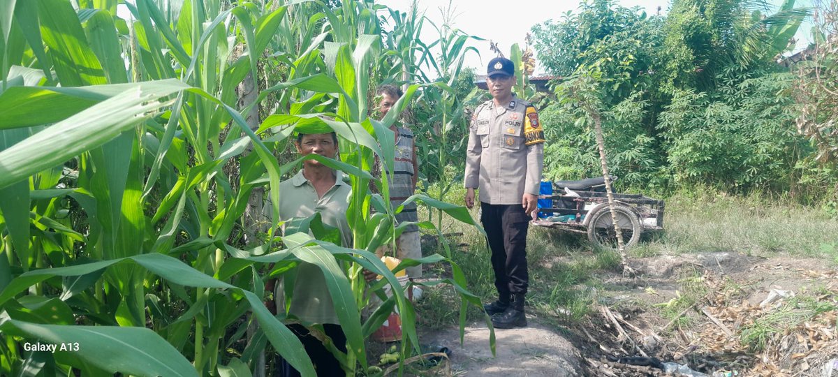 standbay21's tweet photo. Bhabinkamtibmas Kampung Lubuk Dalam Aiptu Samuel Polsek Lubuk Dalam Polres Siak Polda Riau Cek tanaman jagung pipil untuk mendukung Ketahanan Pangan.
#ketahananpangan  #swasembadapangannasional #bidhumaspoldariau #greenpolicing #humaspolressiak https://t.co/lfHqBMVh0X
