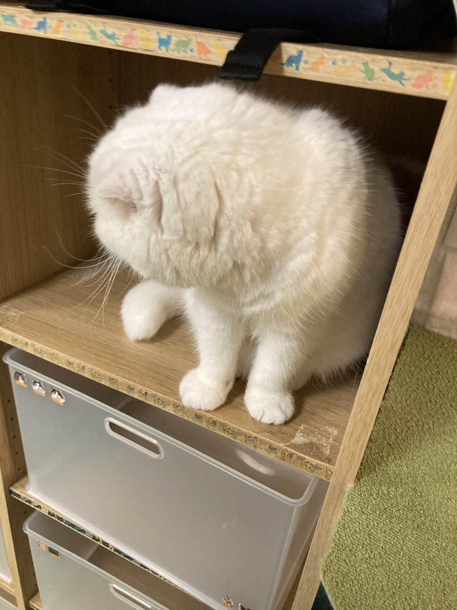 tomcat222hbt's tweet photo. #猫八　#ねこカフェ　#八戸市 https://t.co/KEeoqGL8Qq