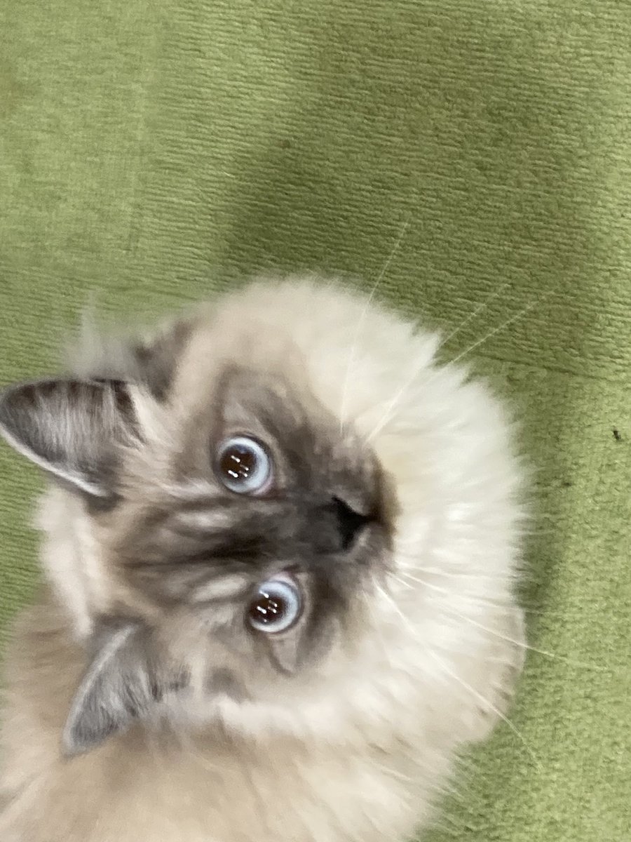 tomcat222hbt's tweet photo. #猫八　#ねこカフェ　#八戸市 https://t.co/KEeoqGL8Qq