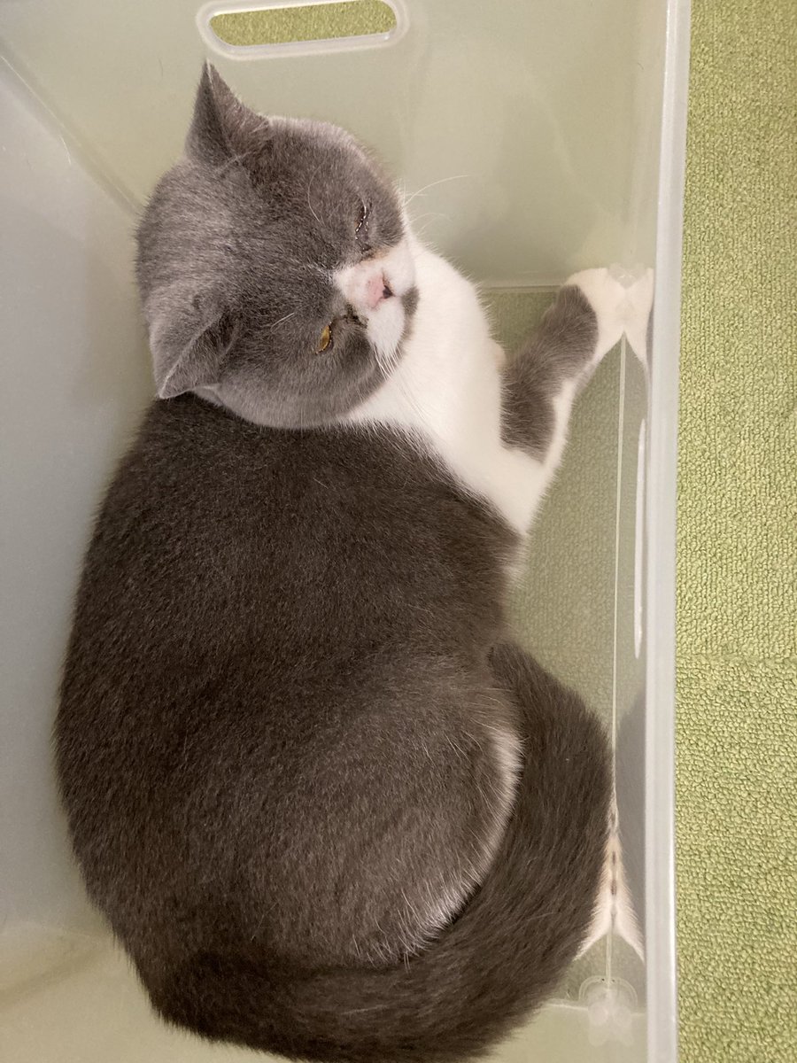 tomcat222hbt's tweet photo. #猫八　#ねこカフェ　#八戸市 https://t.co/KEeoqGL8Qq