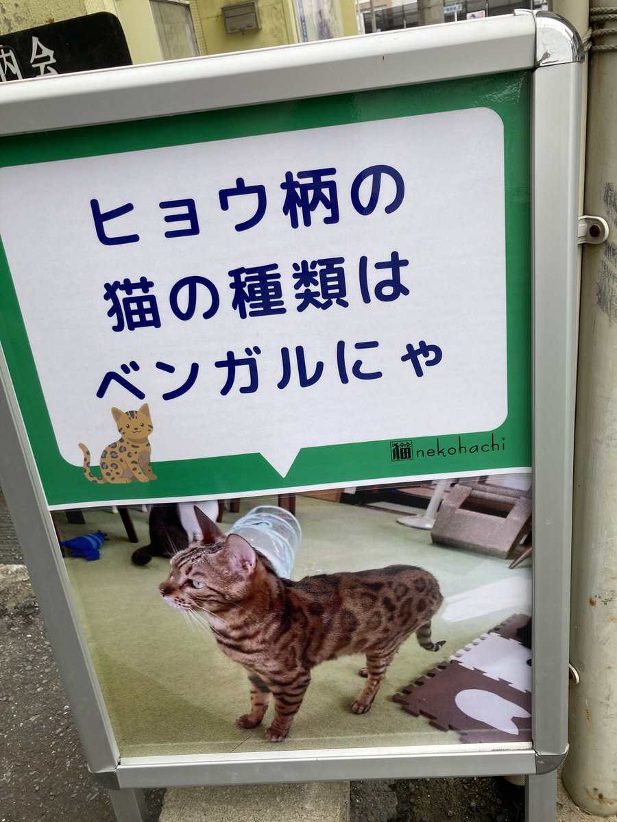 tomcat222hbt's tweet photo. #猫八　#ねこカフェ　#八戸市 https://t.co/KEeoqGL8Qq