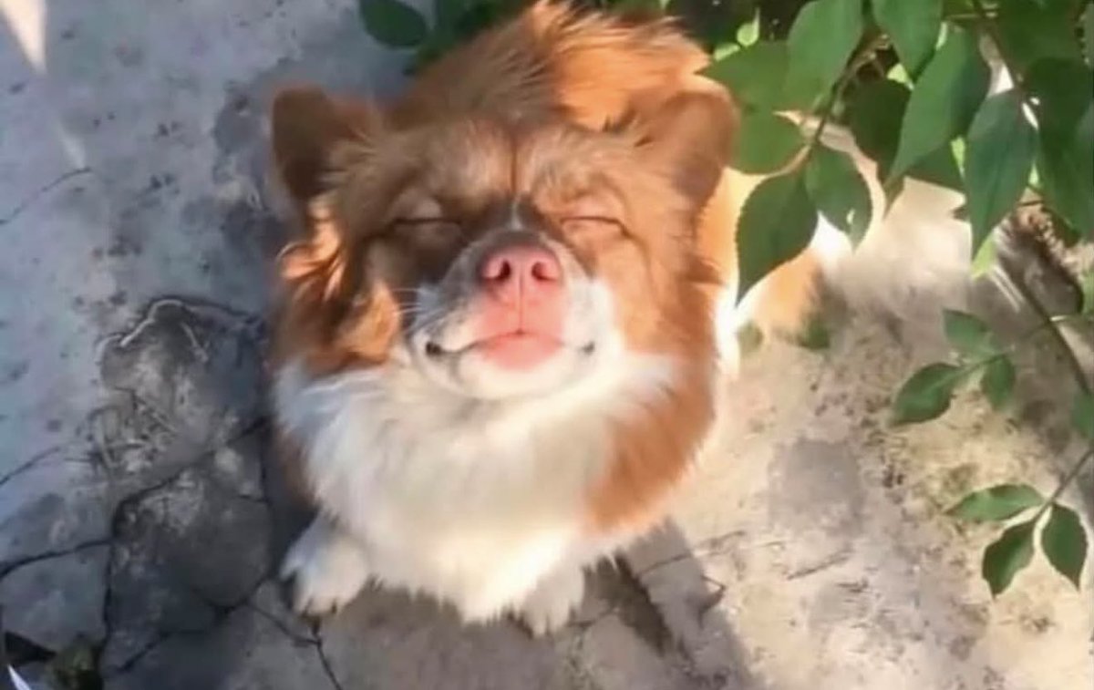 imsweethan's tweet photo. Tonight, I’m just thinking of you.

I’m still not giving up on speaking up for you. I choose to believe you’re finally safe now, well fed, reunited with your puppies, running free, being petted, and surrounded by love.

Rest in love, Wangwang. 🤍🐾 https://t.co/TpRMttXviv