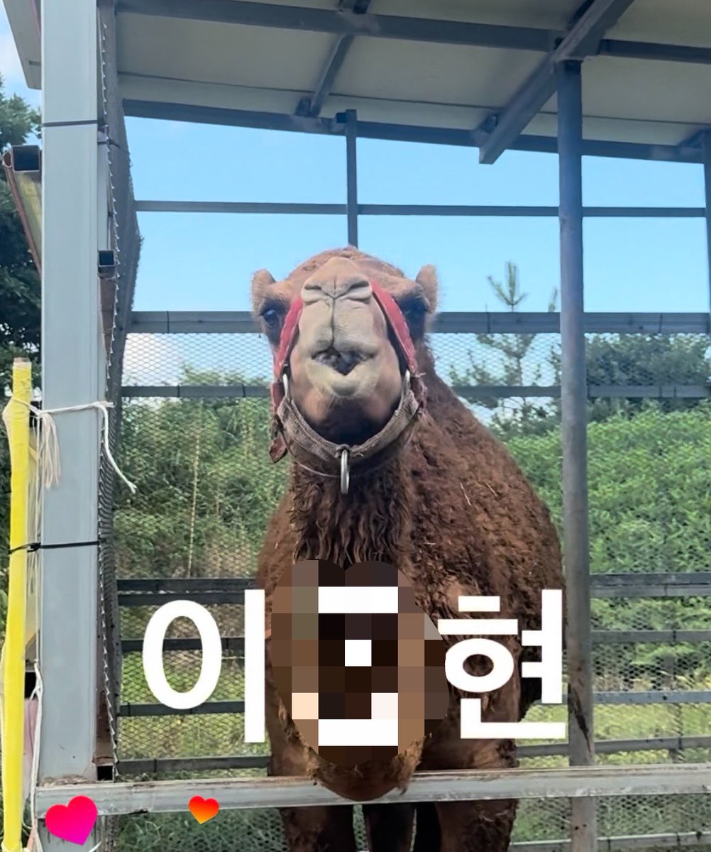 donmnmnn's tweet photo. 제쥬도🤞🏻🏝️💕💕 https://t.co/vexH94HWkO